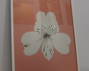 Alstroemeria (Blanco sobre rosa)