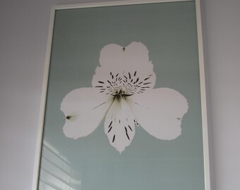 Alstroemeria (Blanco sobre menta)