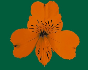 Alstroemeria (naranja sobre verde)