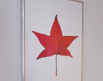 Hoja de liquidámbar en otoño