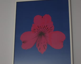 Alstroemeria (fucsia sobre azul)
