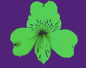 Alstroemerias (verde sobre morado)