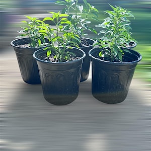 Chiltepin Chili Pepper plant