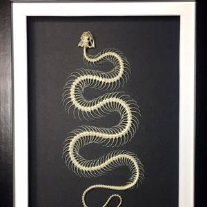 May include: A framed artwork featuring a snake skeleton against a black background. The snake skeleton is a cream colour, with the skull at the top. The frame is black with a white mount.