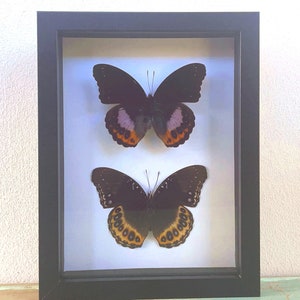 Può includere: Due farfalle nere con segni arancioni e viola sono esposte in una cornice nera con un passepartout bianco.