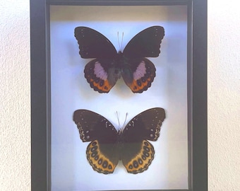 Reverse Pair of Hypolimnas Pandarus Butterfly in a Frame