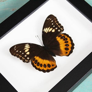 Hypolimnas Pandarus Butterfly in a frame