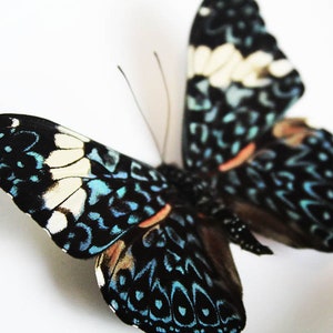 Red cracker butterfly in a frame