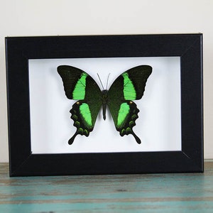 Butterfly Papilio lycophron viso in black frame 14.5x14.5cm - Bits and Bugs main image 0