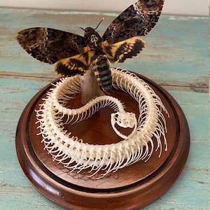 May include: A taxidermy display featuring a large moth with brown and yellow wings, perched above a snake skeleton. The moth is mounted on a wooden dowel, and the snake skeleton is arranged on a round, dark wooden base.