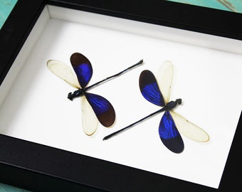 Damselflies in a Frame