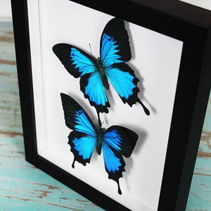 Double Papilio ulysses Butterflies in a Frame