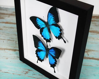 Double Papilio ulysses Butterflies in a Frame