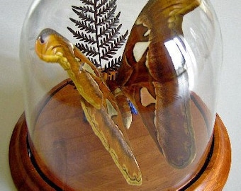 Attacus atlas Moth in a Dome