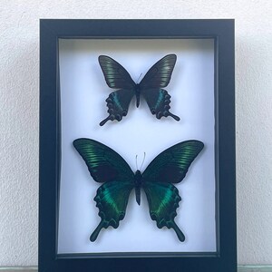 May include: A rectangular black shadow box frame containing two preserved butterflies mounted on a white background. The top butterfly is smaller with dark wings, while the larger bottom butterfly features iridescent green and black wing patterns.