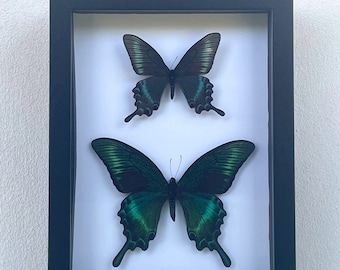 Mariposa doble Maackii en un marco Especies de primavera e invierno