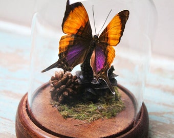 Purple Daggerwing Butterfly in a Dome