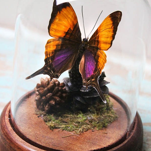 Purple Daggerwing Butterfly in a Dome
