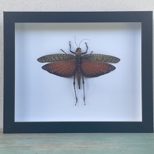 Red Winged Grasshopper, Tropidacris dux in a Frame