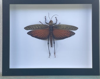 Red Winged Grasshopper, Tropidacris dux in a Frame