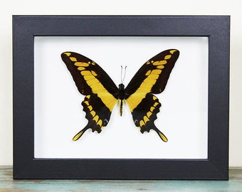 King swallowtail in a Frame