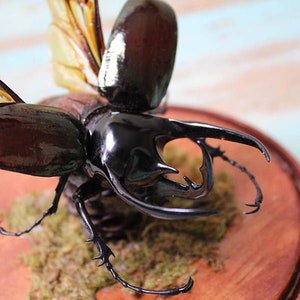 Peut inclure: Un scarabée monté avec des ailes irisées noires et brunes et une grande corne noire brillante. Le scarabée est présenté sur une base en bois avec de la mousse.