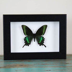 Maackii butterfly in a frame