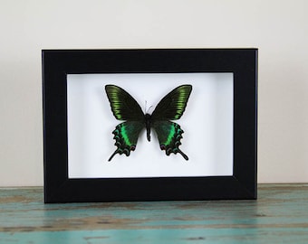 Maackii butterfly in a frame