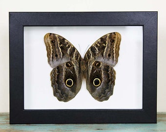 オオフクロウチョウ - Caligo brasiliensis - Etsy 日本
