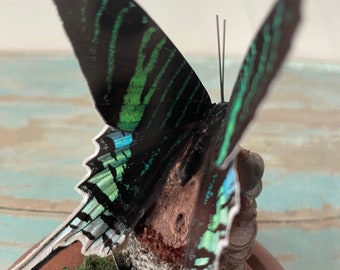 Peacock Moth, Urania leilus, in a Glass Dome
