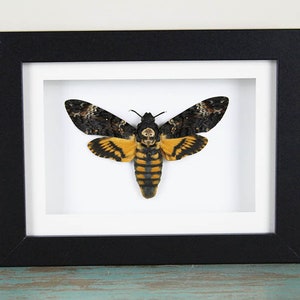 Death Head Moth Framed