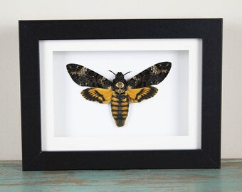 Death Head Moth Framed