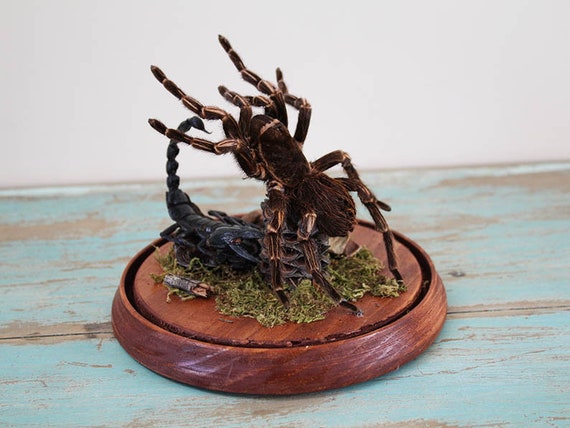 タランチュラとスコーピオンの剥製 蜘蛛 蠍 タランチュラ スコーピオン 置物 剥製 標本 - メルカリ