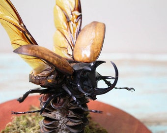 5 horned rhinoceros beetle in a dome