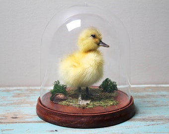 Real Duckling in a Dome