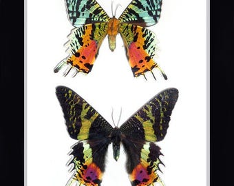 Urania ripheus Moth in a Frame