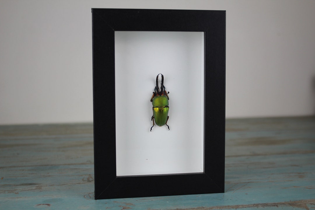 Saw Tooth Stag Beetle (lamprima Adolphinae) Glass Bell Cloche Dome