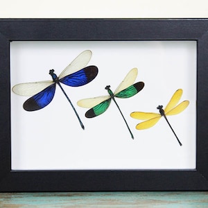 Op de afbeelding: Een ingelijst kunstwerk met drie libellen met kleurrijke vleugels. De libellen zijn in een rij gerangschikt, elk met een ander kleurenschema: blauw en zwart, groen en zwart en geel. De lijst is zwart.