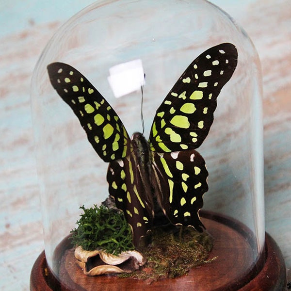 Mariposa arrendajo de cola en una cúpula