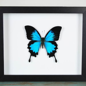 Papilio ulysses Butterfly Frame