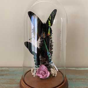 May include: A glass dome with a wooden base displays two iridescent green and black butterflies perched on a pine cone. The butterflies are arranged in a vertical position, with the top butterfly facing forward and the bottom butterfly facing backward. A pink rose and white flowers are placed at the base of the pine cone.
