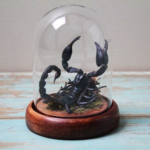 Scorpion in a Small Dome Wall Decor Real Taxidermy Wall Art Home Furniture Decoration Art Beautiful Hetereometreus Spinifer