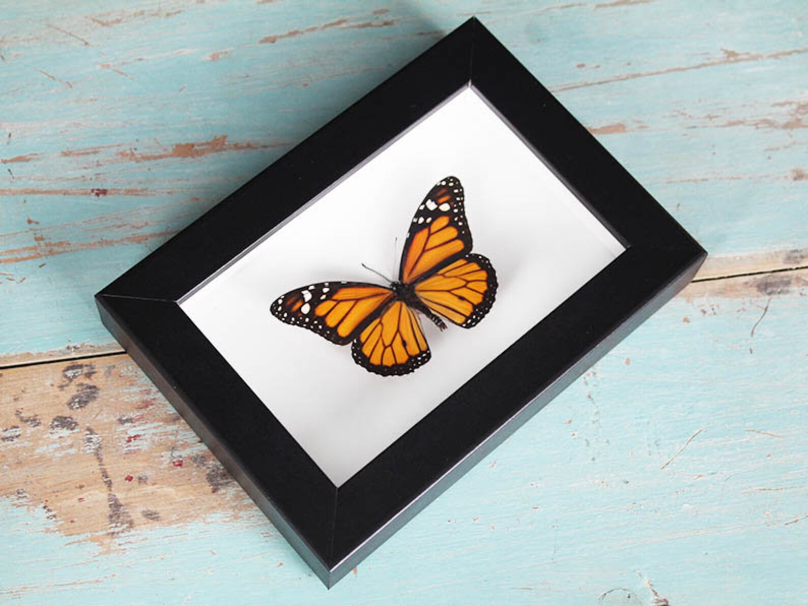 Monarch Butterfly in a Frame Etsy Australia