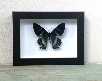 Alcides odontes, Zodiac Moth in a Black Frame