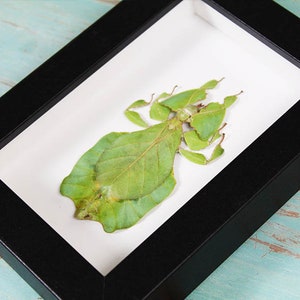 Puede incluir: Un espécimen de insecto enmarcado de un insecto hoja verde. El insecto está preservado en una montura blanca y enmarcado con un marco negro.