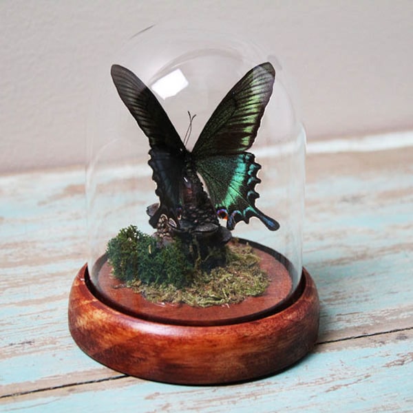 Mariposa Maackii en una cúpula