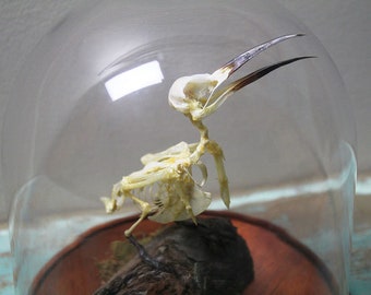 Bee-Eater Bird Skeleton in a Dome