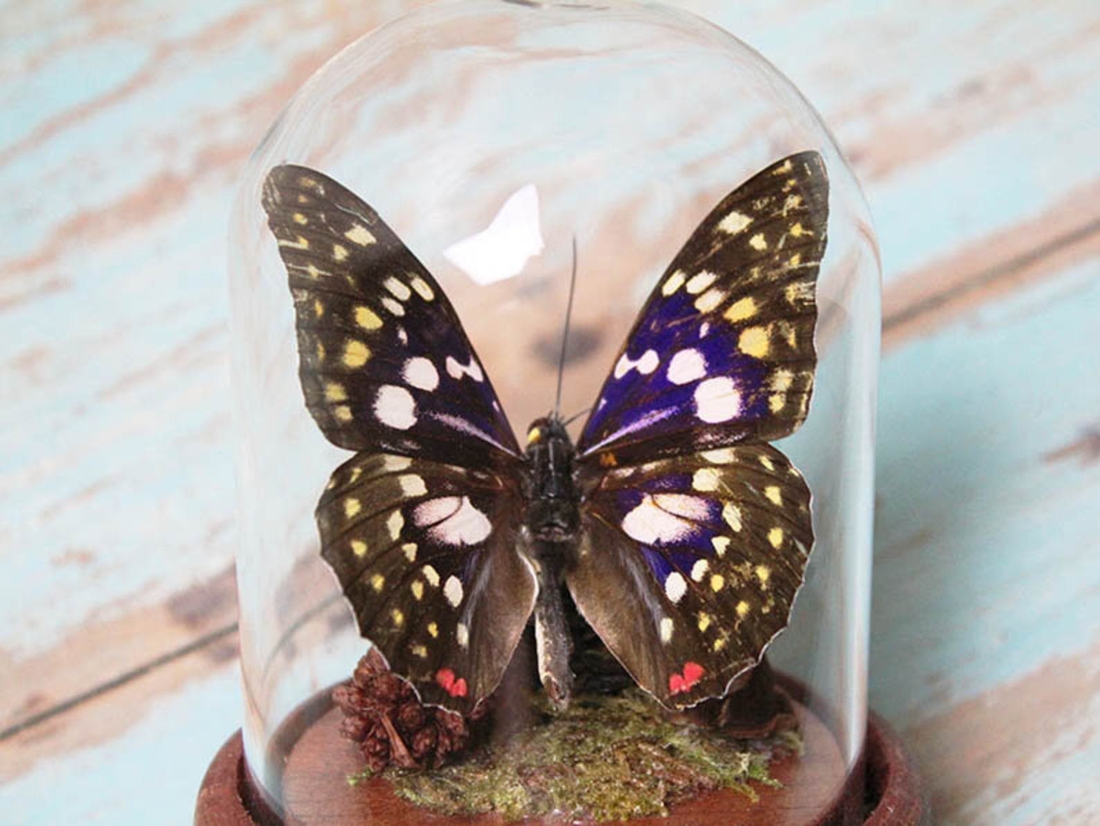 Japanese Emperor Butterfly in a Dome Etsy