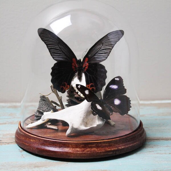 mariposas y huesos