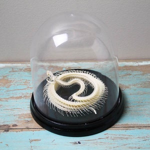 Snake skeleton i a dome